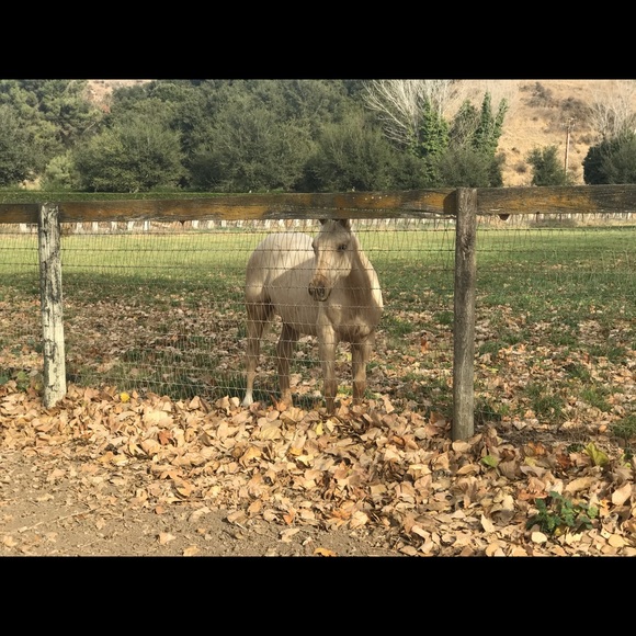Meet your Posher, Corrinne - Picture 1 of 1
